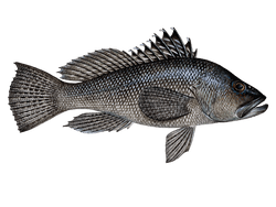 Black Sea Bass