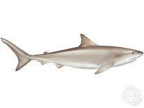 Blacknose Shark